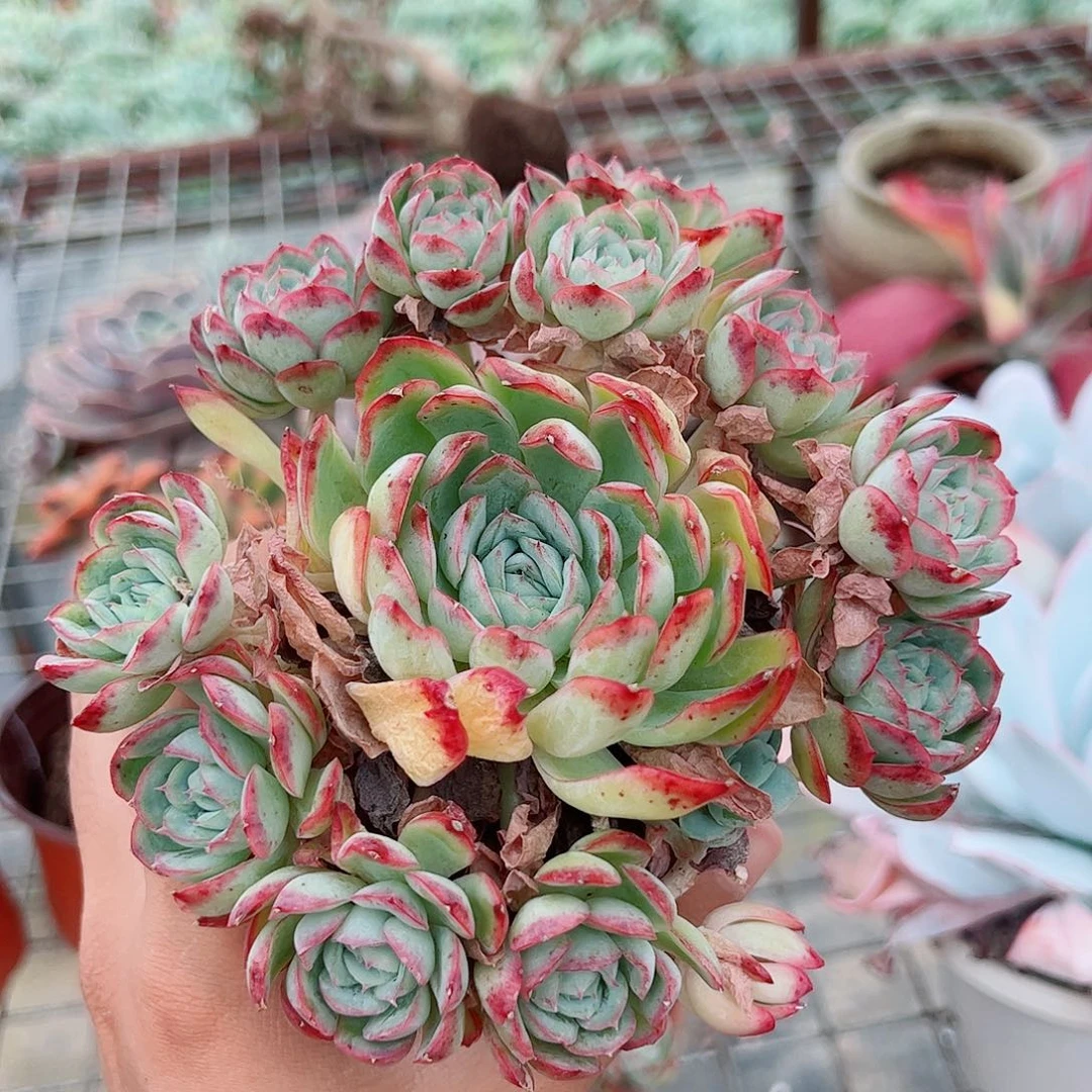 草莓熊多头造型手捧