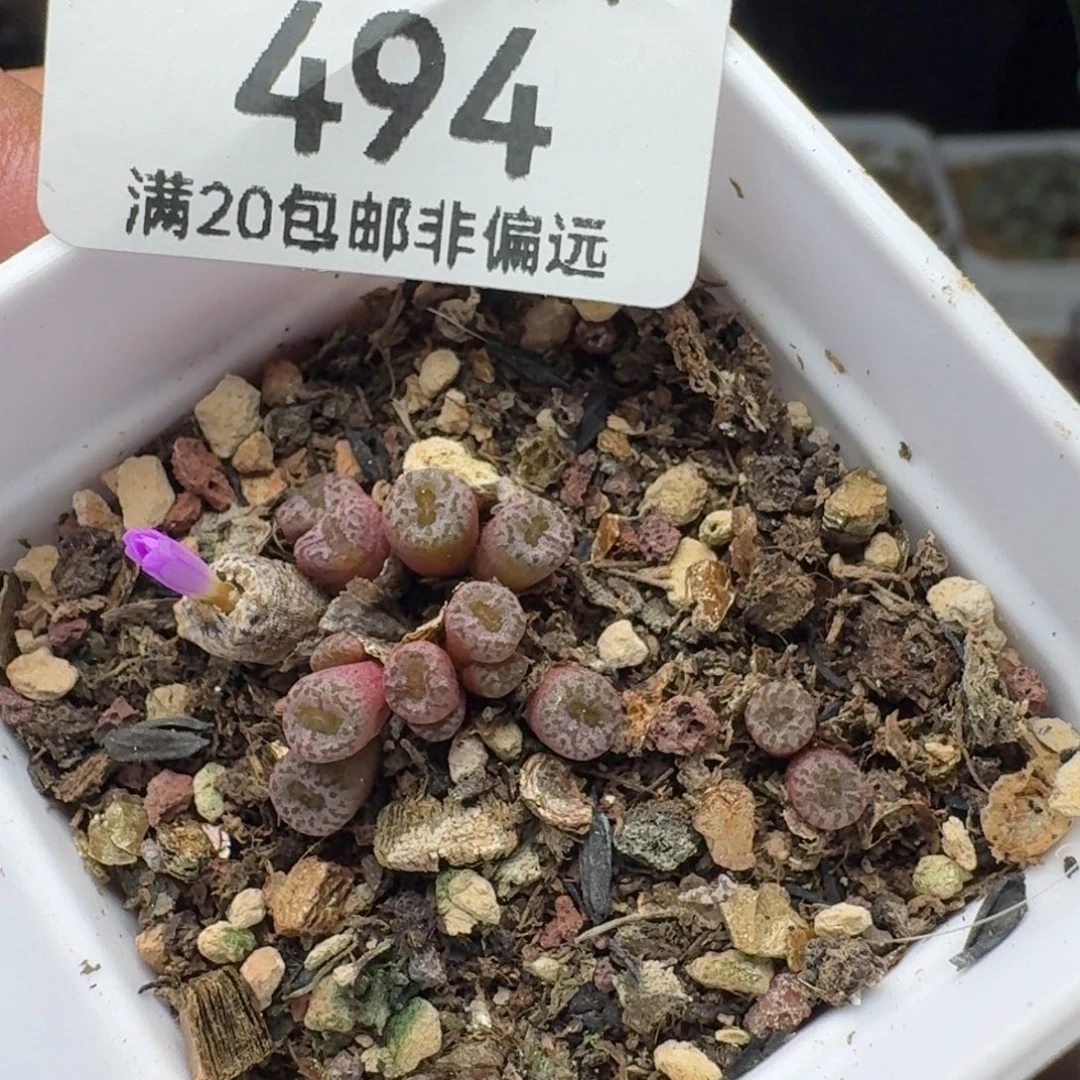 红珊瑚带盆土。