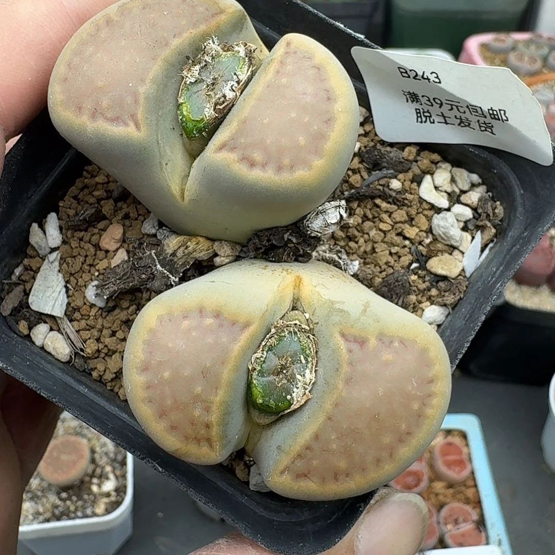 243多肉哈哈哈哈哈哈单头4厘米