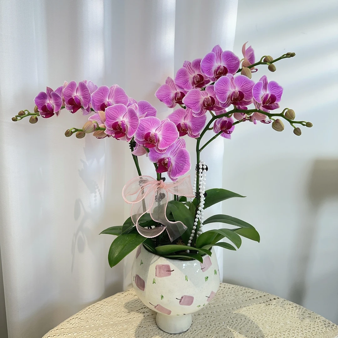 阡陌【缤纷安妮】高端大花型粉色系蝴蝶兰 手绘定制组盆