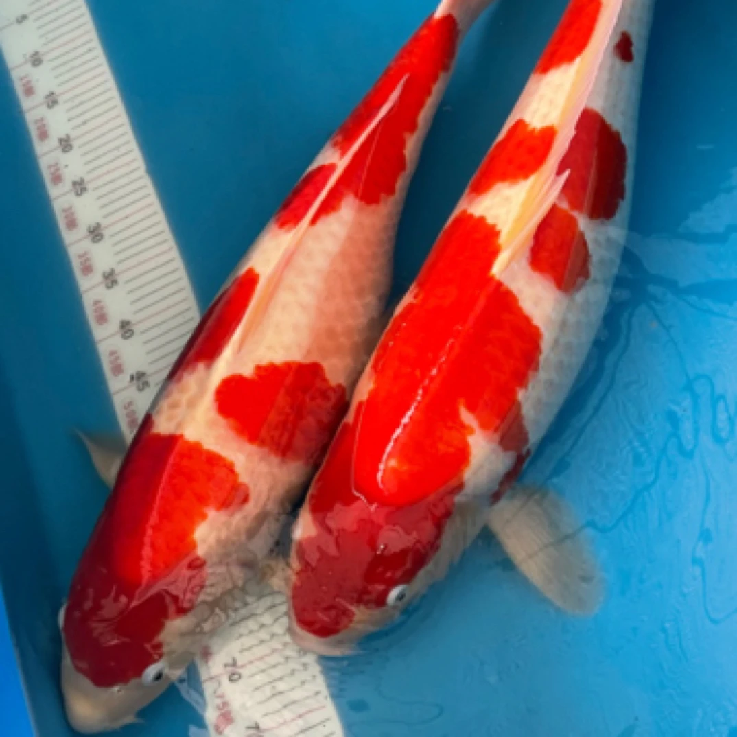 纯种锦鲤75-79cm精品锦鲤别墅鱼池养殖