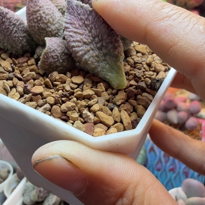 彬**礼水蜜桃的味道真的是太棒