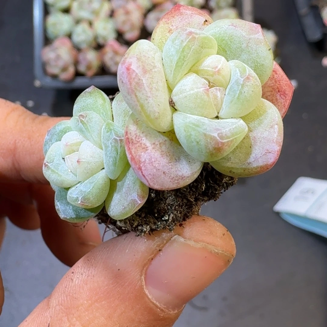 18号到手5颗双头绿冰玉