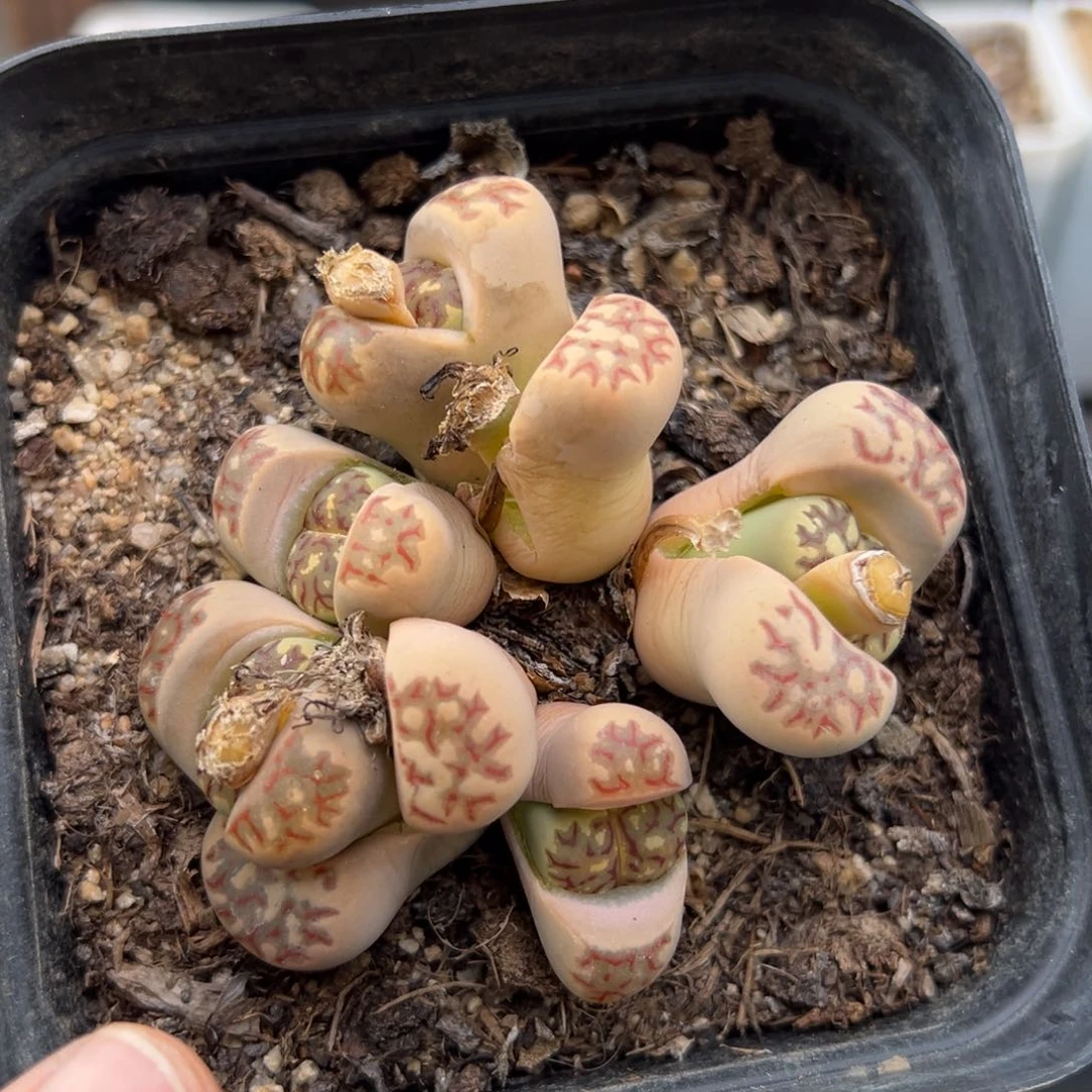 3.7好看的多肉脱土发货464