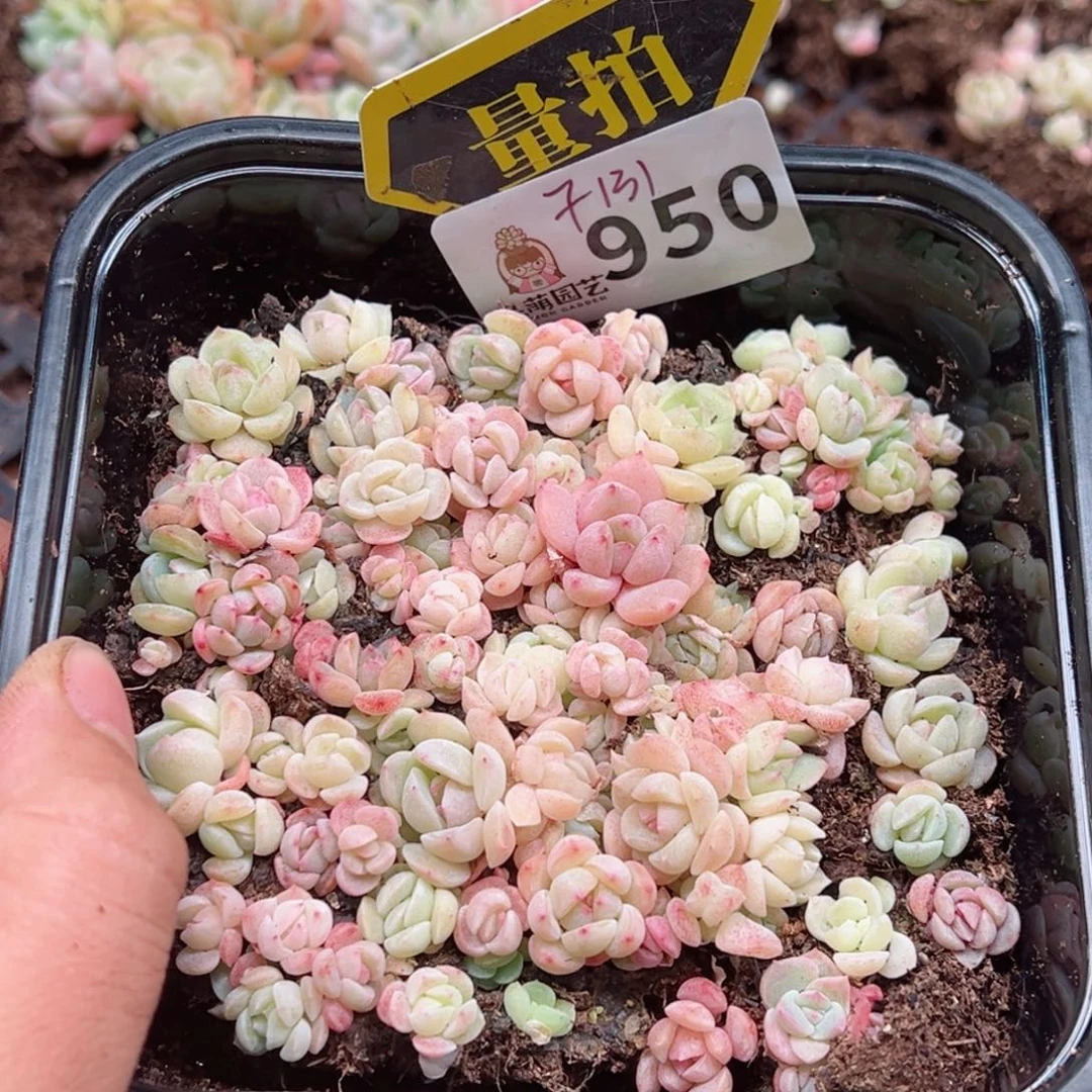 多肉植物多肉植物
