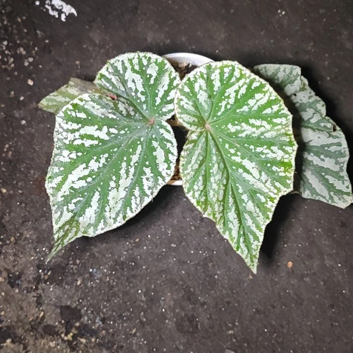 朱古力秋海棠一物一拍