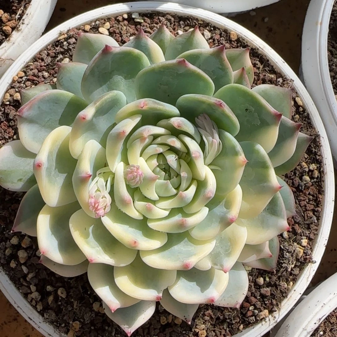 娃娃锦  多肉植物