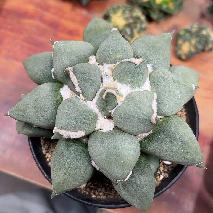 12号自根达摩蛋13公分