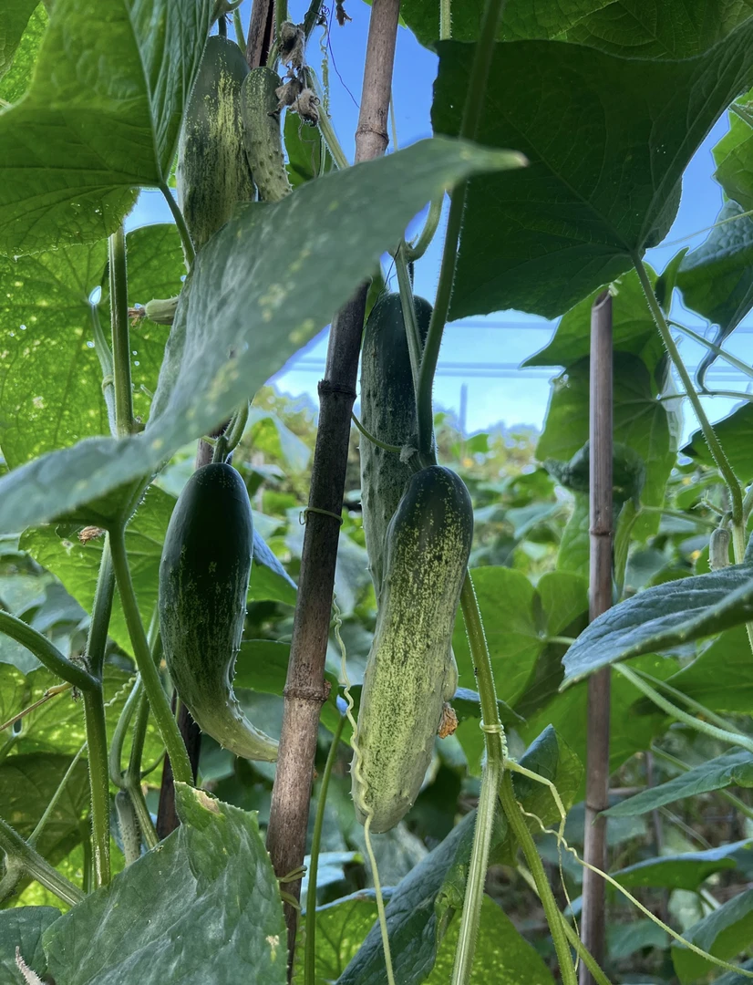 贵州老品种黄瓜新鲜现摘现发清脆可口汁水多