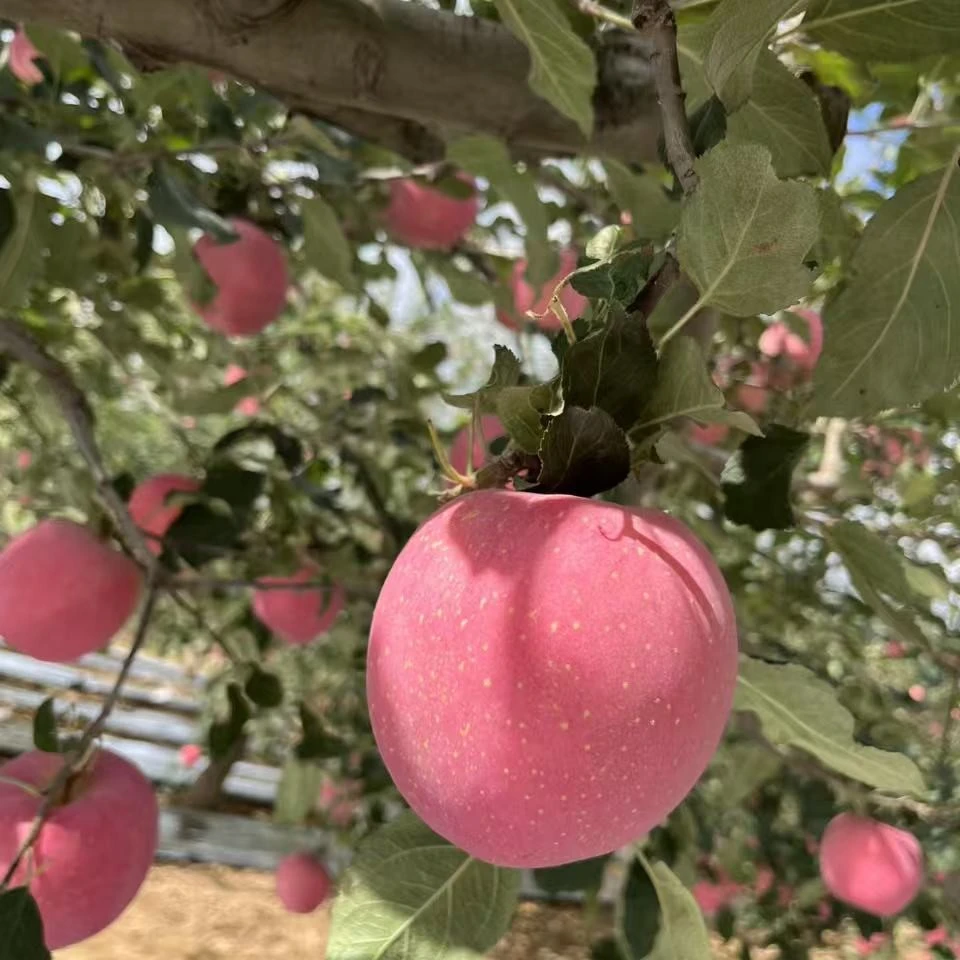 秦安高山红富士苹果【新疆西藏海南不发货】