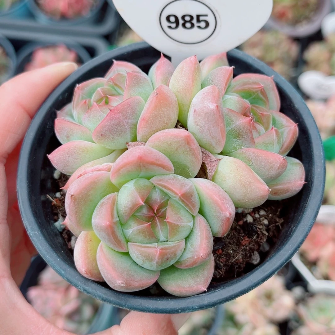 985号小老桩新品珍妮群