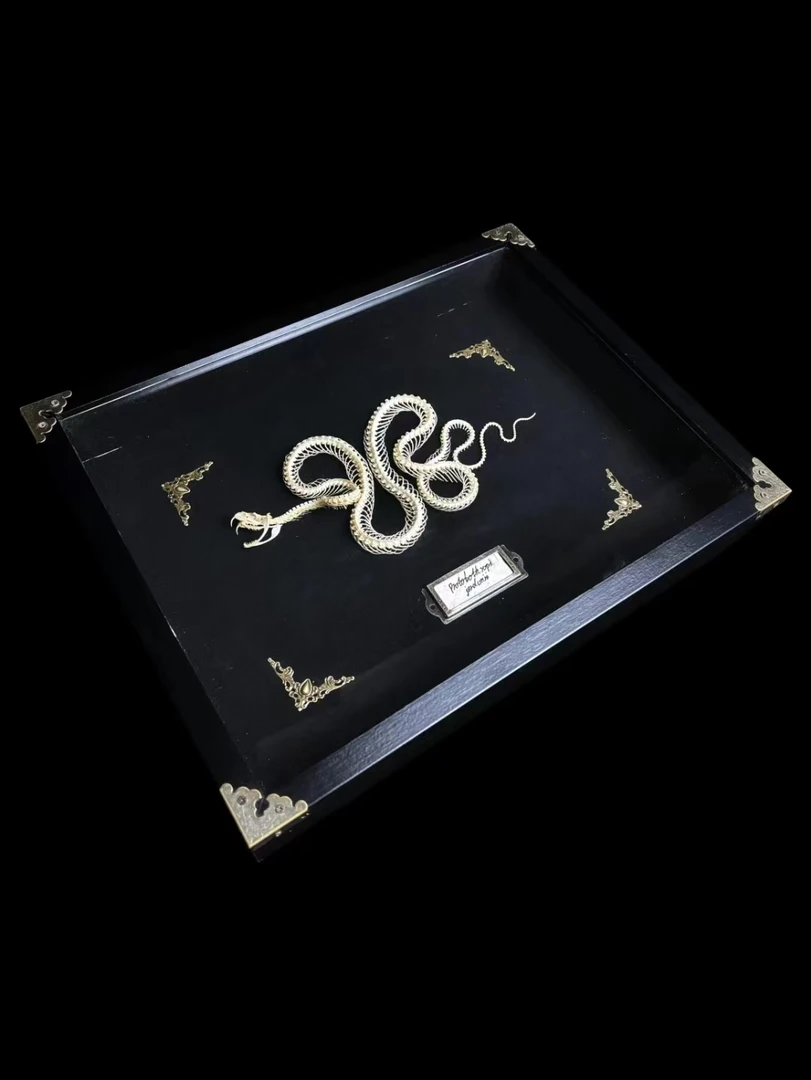 黑暗哥特风爬宠标本高级感小众创意罕见