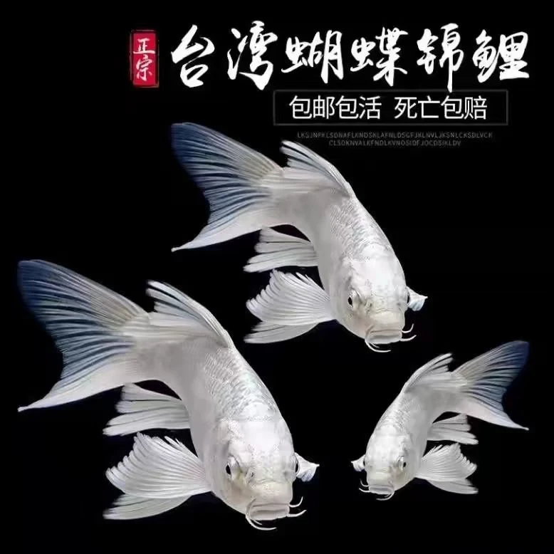 正宗台湾贵妃蝴蝶鲤观赏鱼普身短身蝴蝶冷水好养锦鲤招财观赏鱼