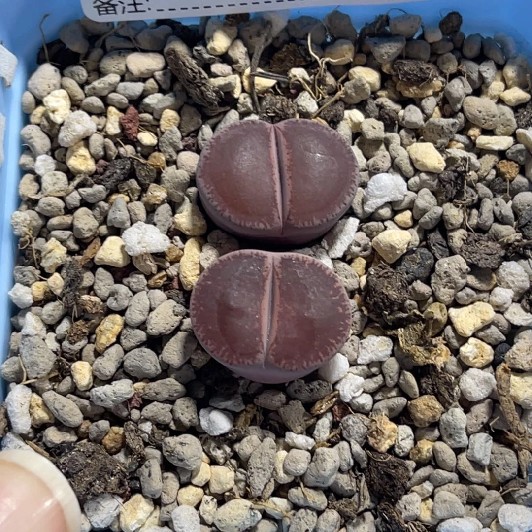 7718紫和田2颗尺寸2.0