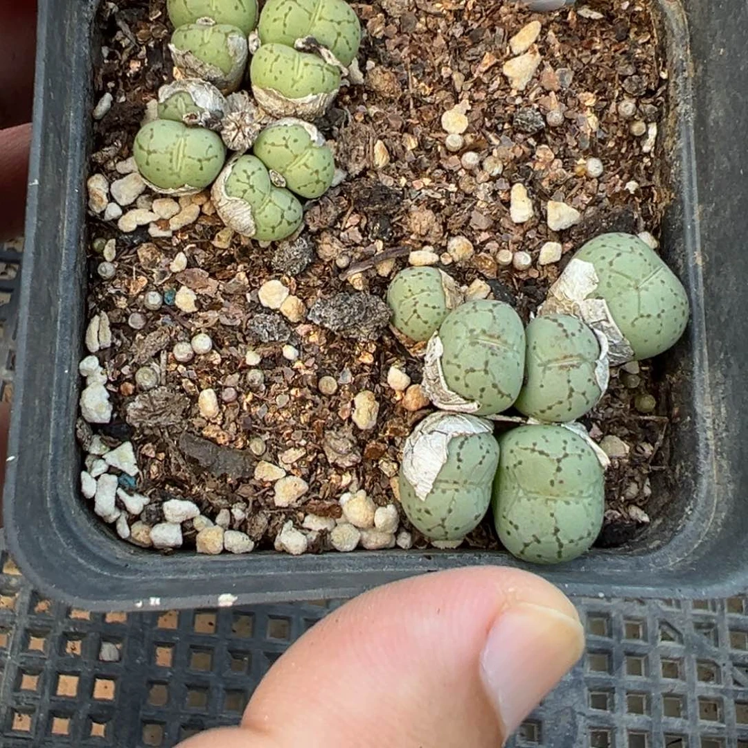 31-166肉锥多肉植物