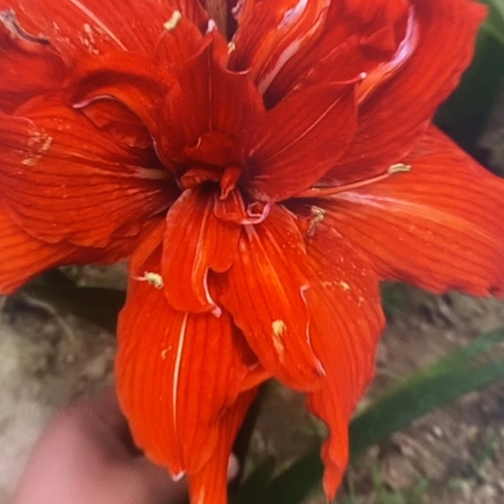 赛莉卡8厘米带5侧芽