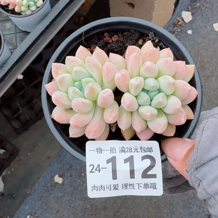 星空美人无盆土发货无