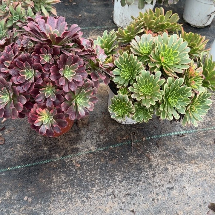 金丝雀➕朝霞包邮。