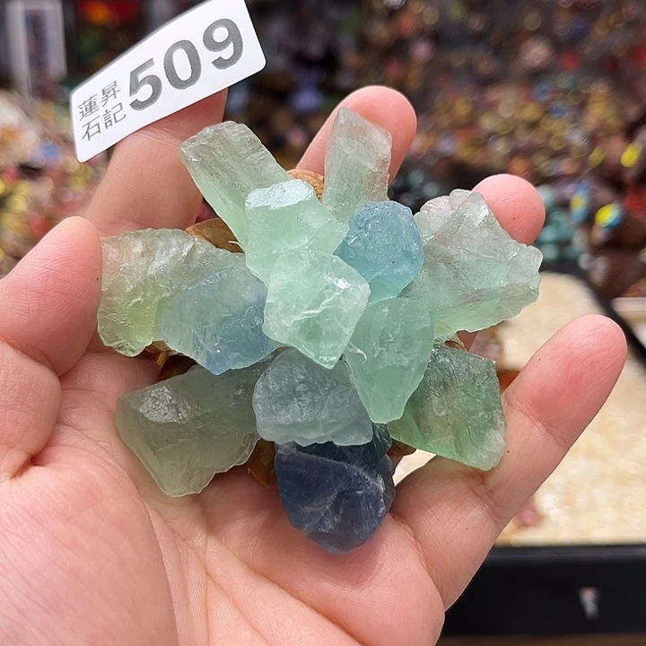 核桃木/黑胡桃（胡桃木）509