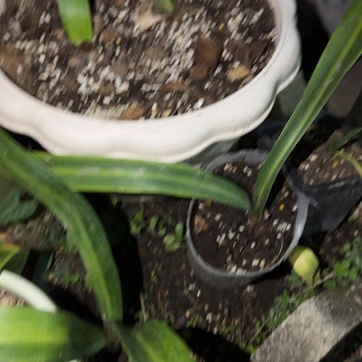 白肋混球4cm，裸球发货