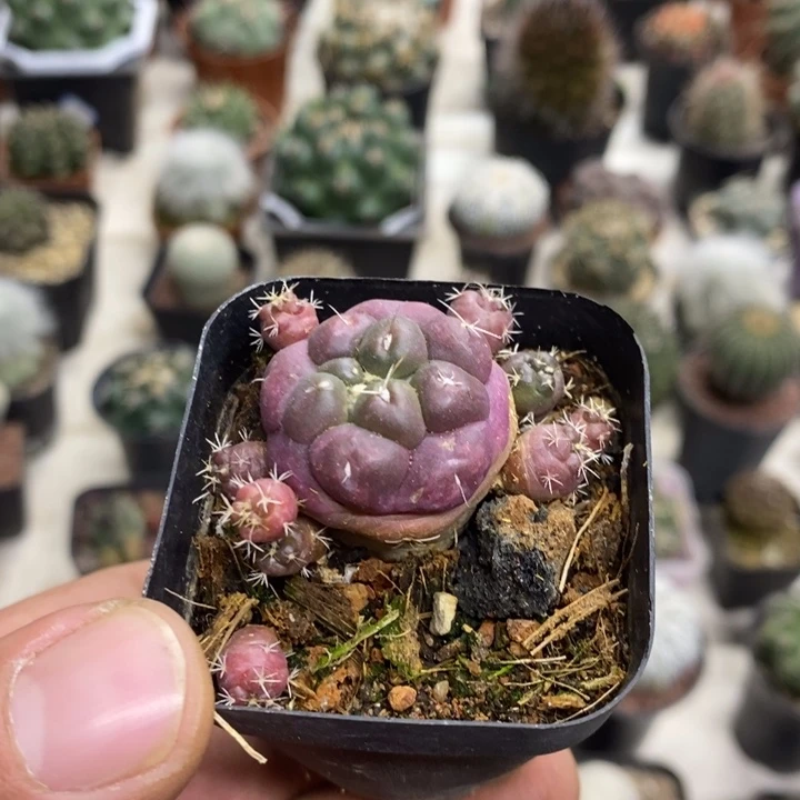 紫皮无刺象牙特价3