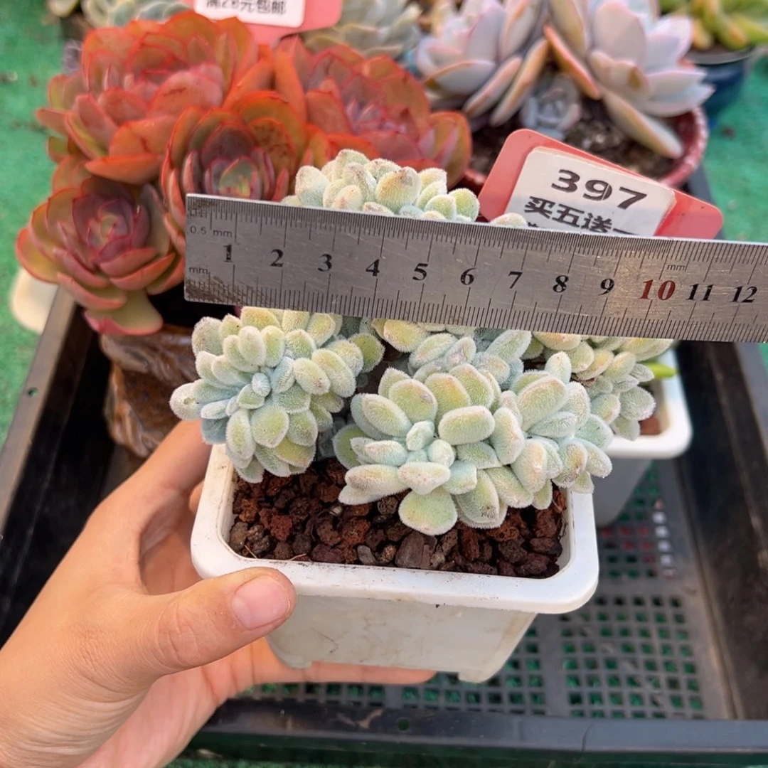 表妹精品多肉植物397.