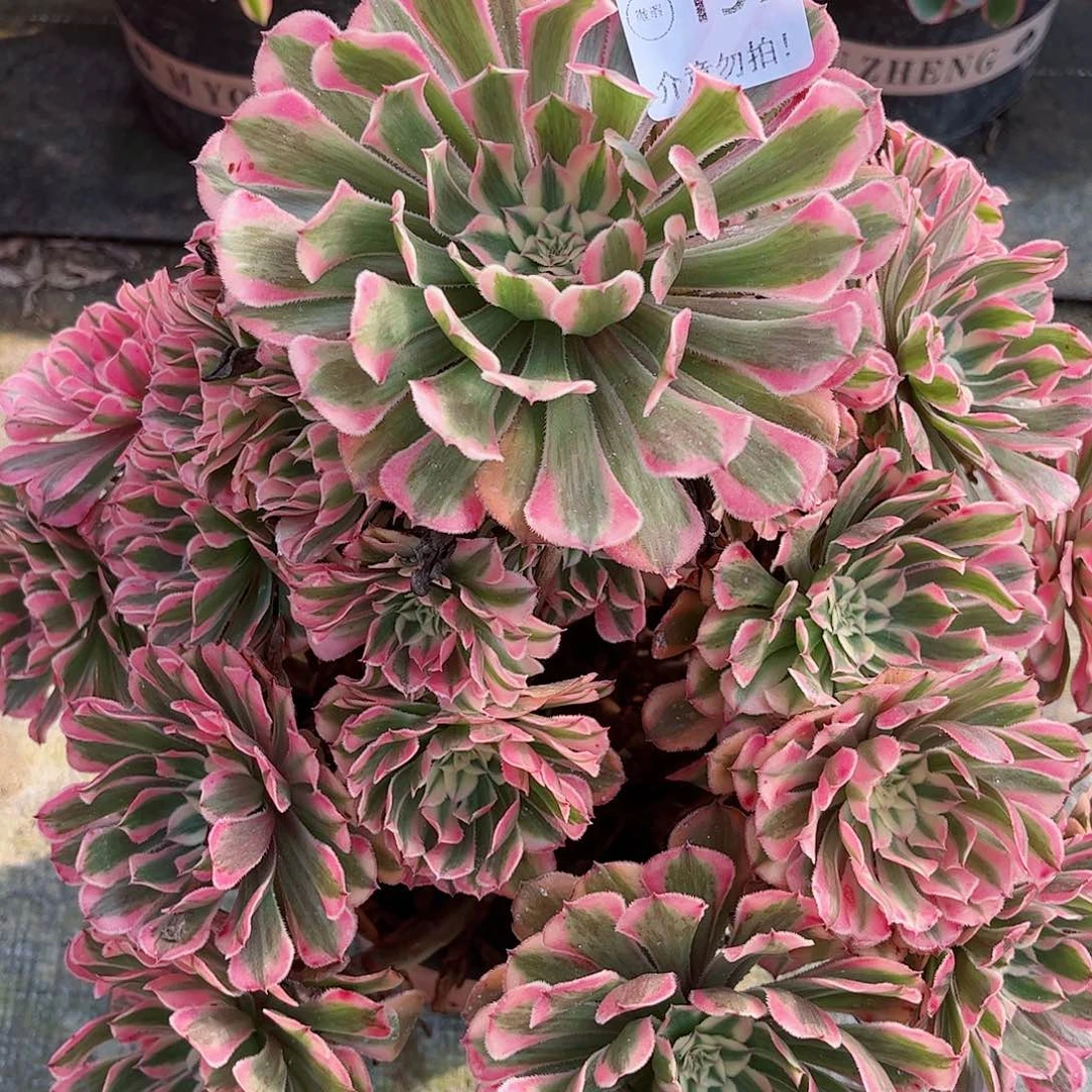 无花朵多肉植物157