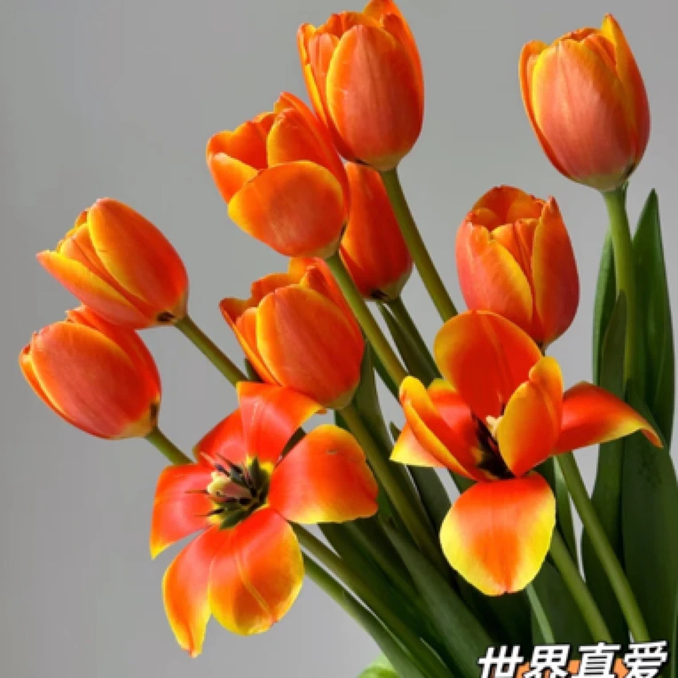 【真爱郁金香】东北鲜花基地直发货顺丰包邮办公室点缀鲜花