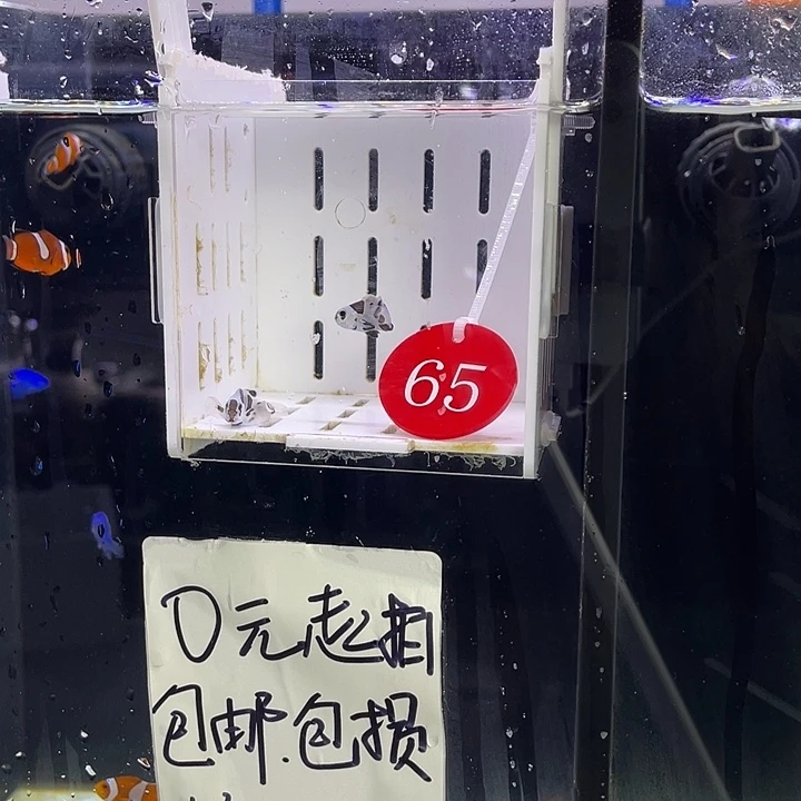 海水鱼65号熊猫一对