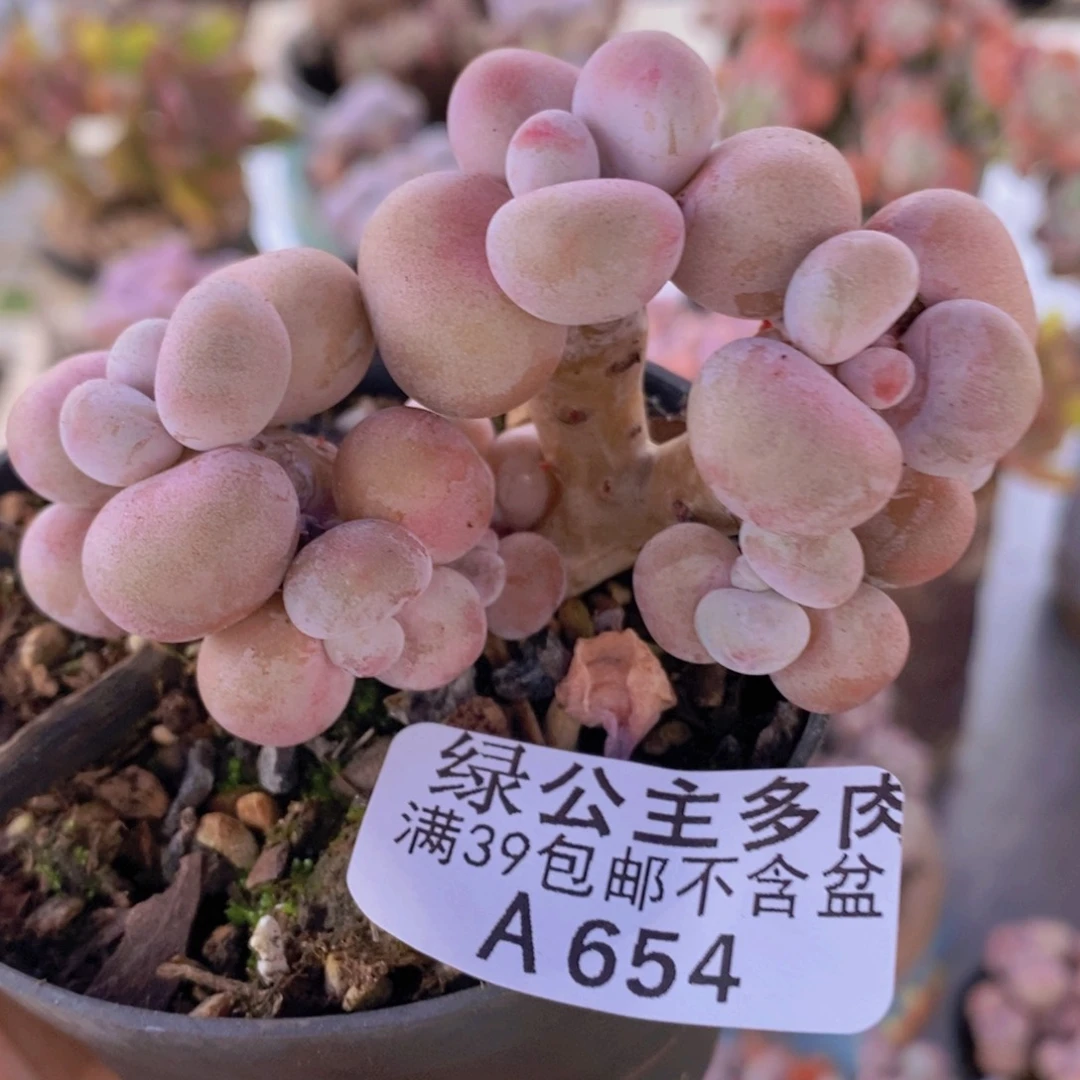 腰子桃蛋7cm654多肉植物