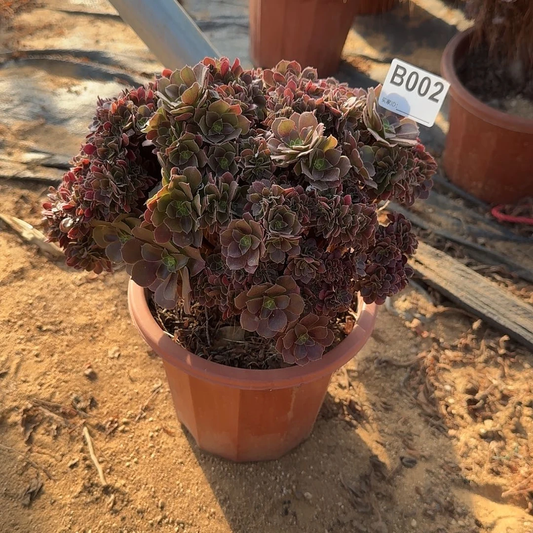 002火玫瑰朵朵一颗呀呀满28包邮