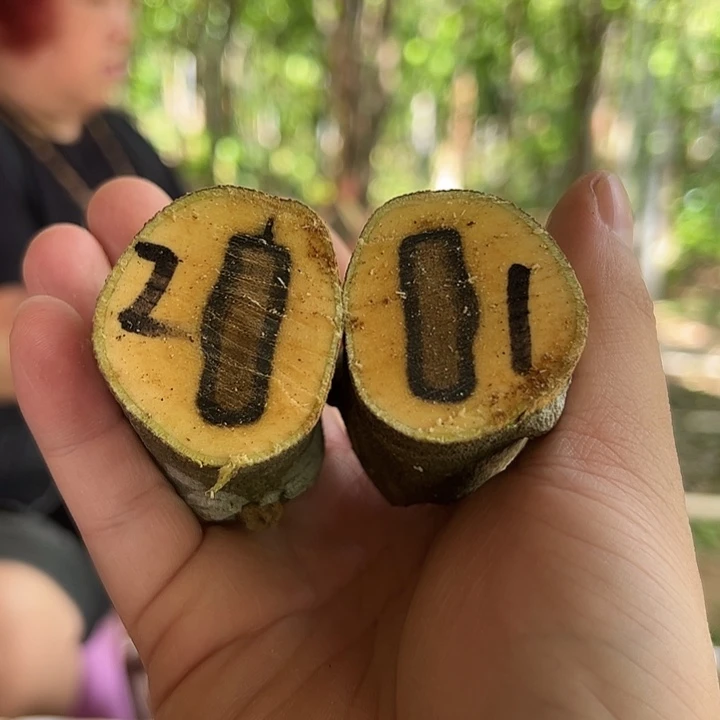 线香奇楠沉香原木