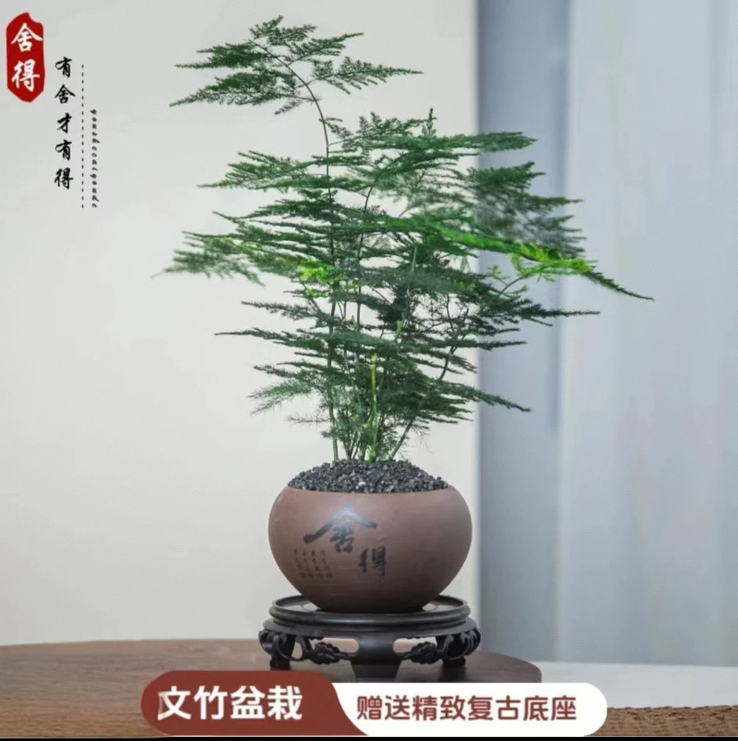 RY【带陶瓷盆栽好】文竹盆栽室内外通用四季常青好养护适合客厅
