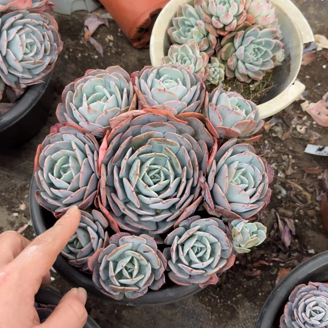红粉台阁多头群生老桩