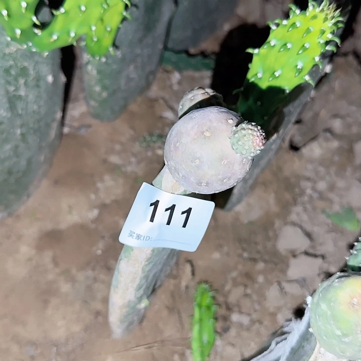 ゛****゛泰系无刺习志野111习志野