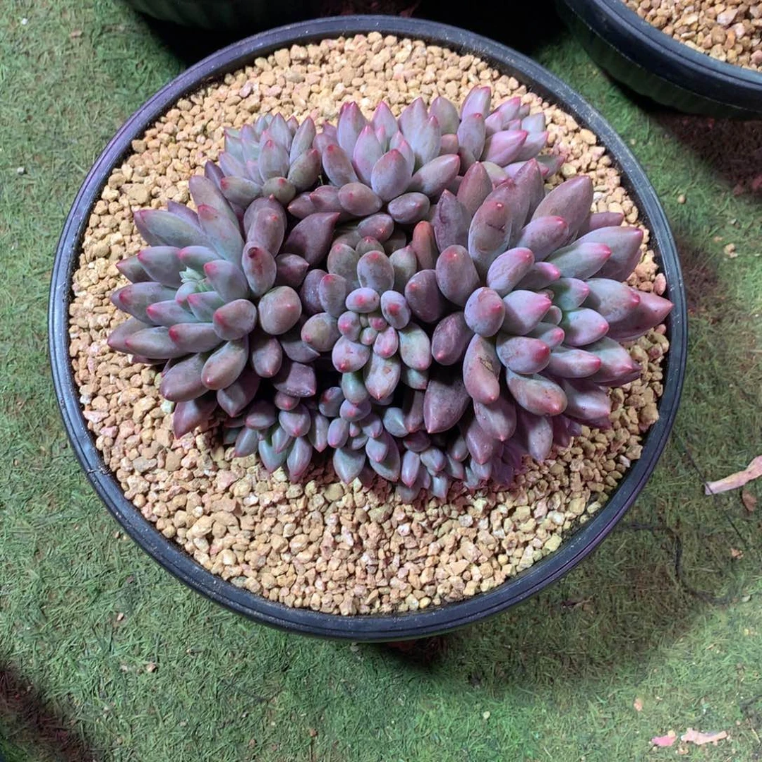 蜘***术哈哈哈哈哈哈哈哈哈哈哈哈