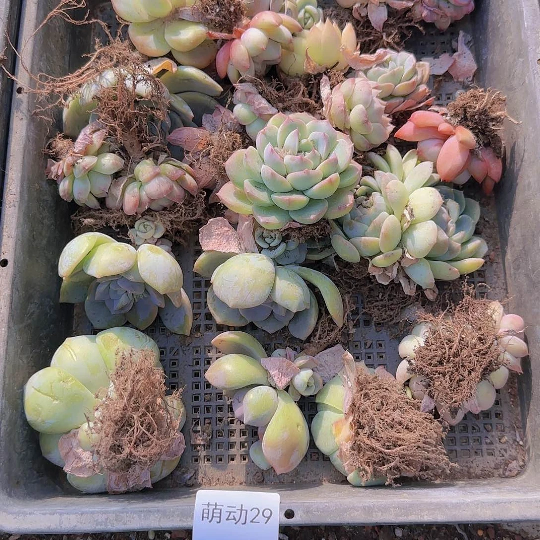 直播一物一拍多肉29