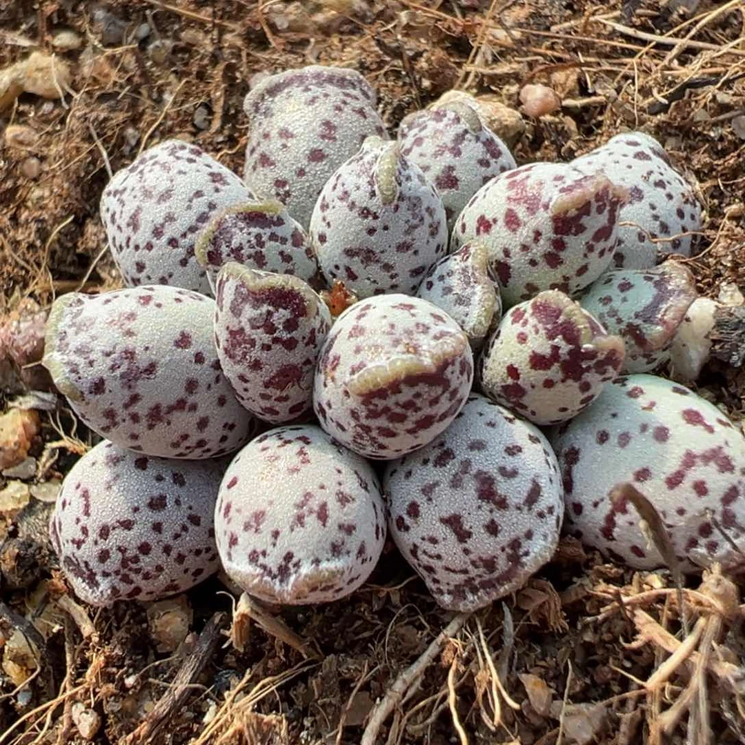 达摩海豹多肉植物水泡