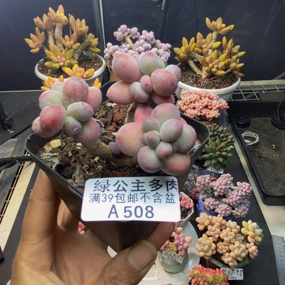 508苹果奶一代多肉5c m
