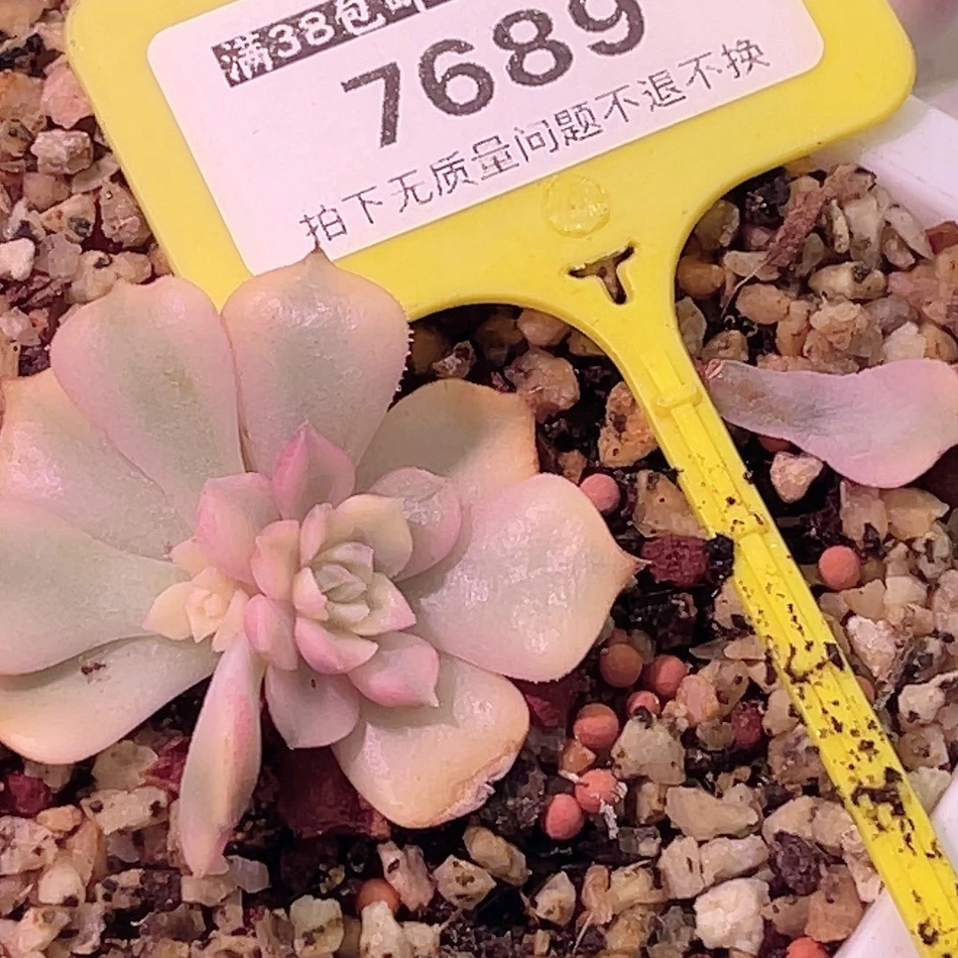 佐***罗尚品园艺寄养粽玫瑰锦侧芽7689