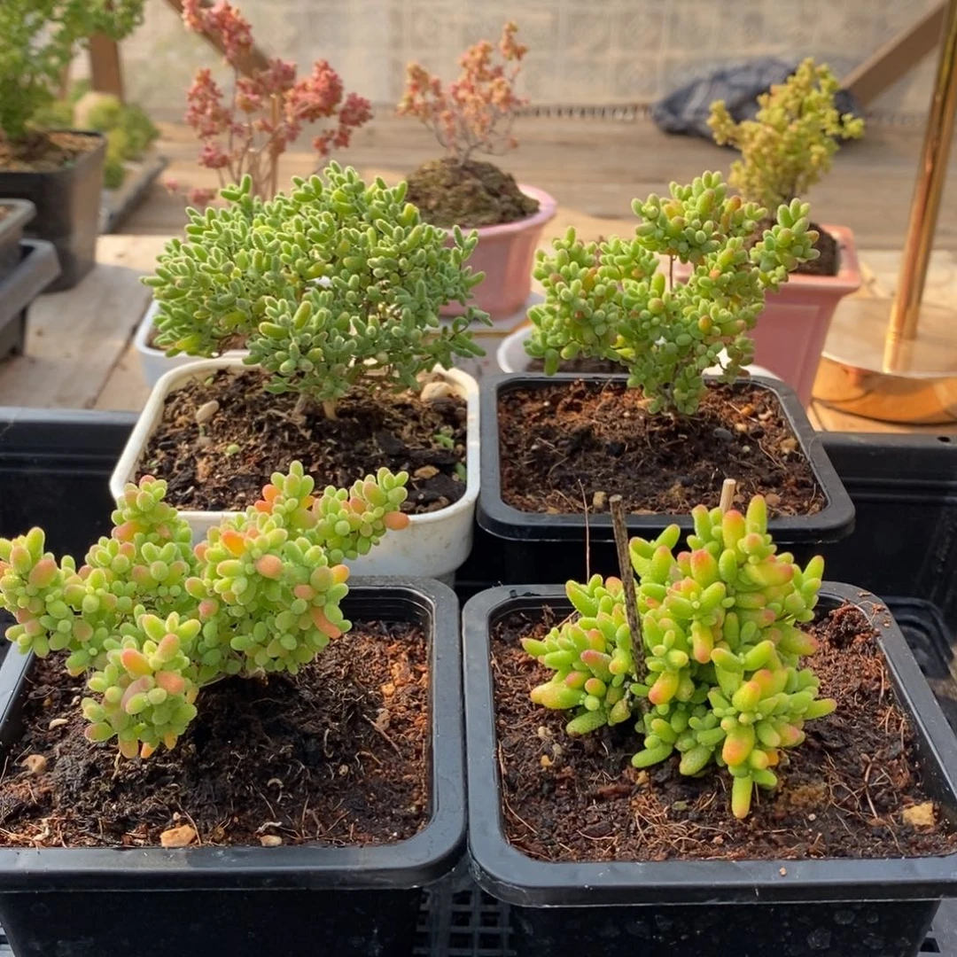 枝干蜜桔糖球来咯259