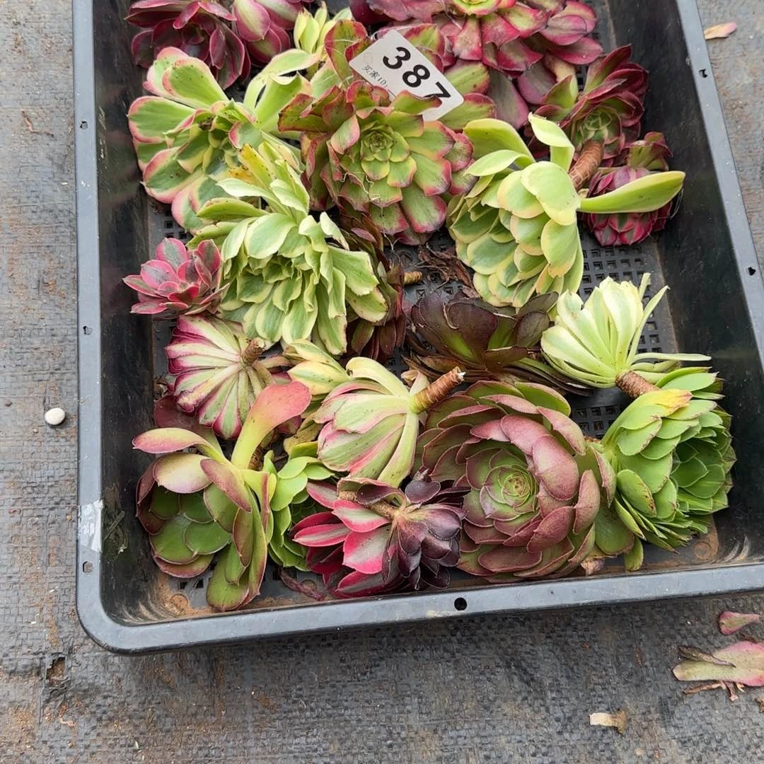 G***冠16个砍头多肉植物387