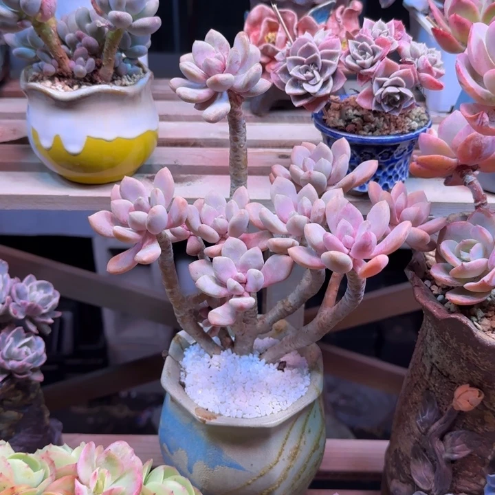 美人手指多肉植物xi lv xing chu