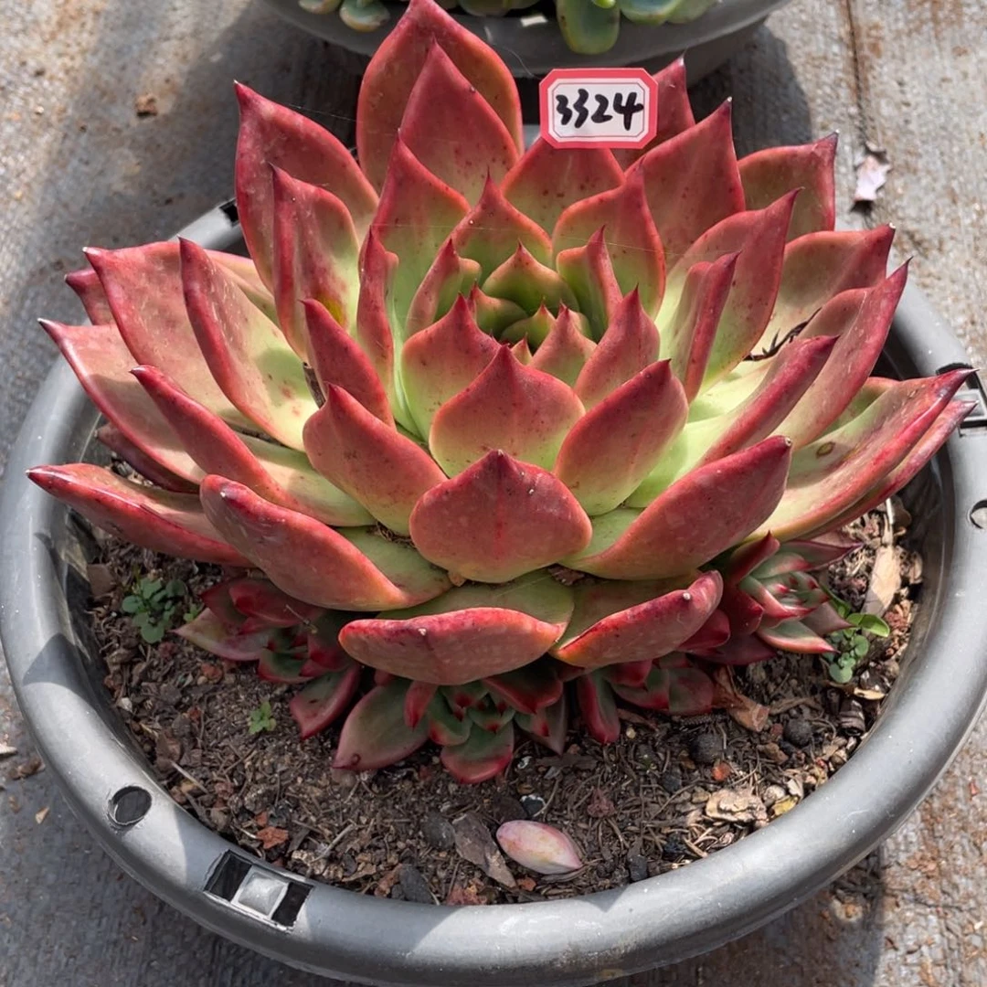 粉钻3324晓晓一物一拍