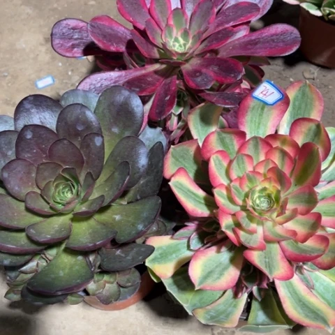 741多肉植物组合