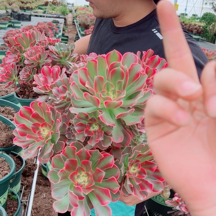 香妃周正多肉法师