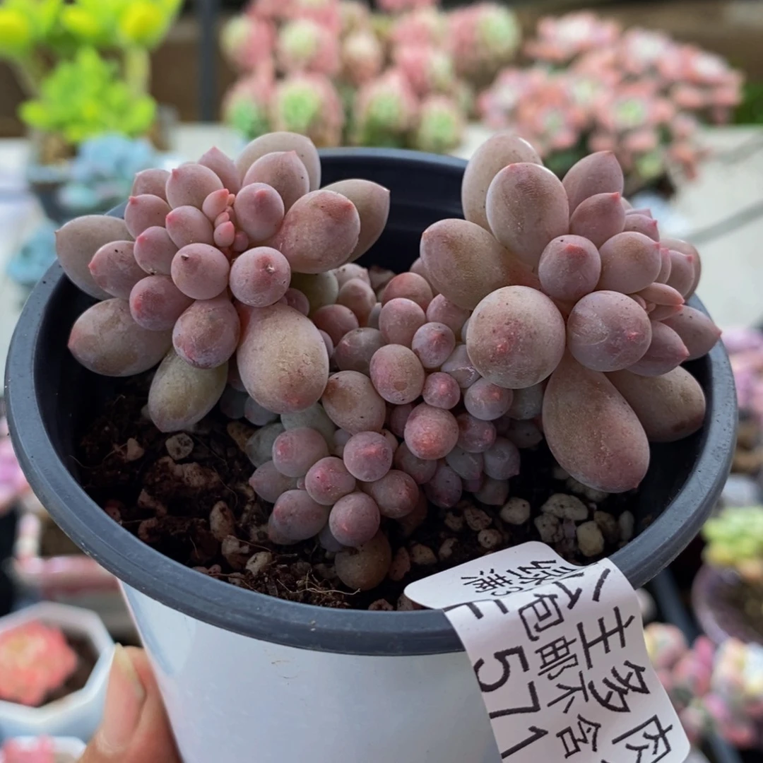 571香水手指8cm多肉