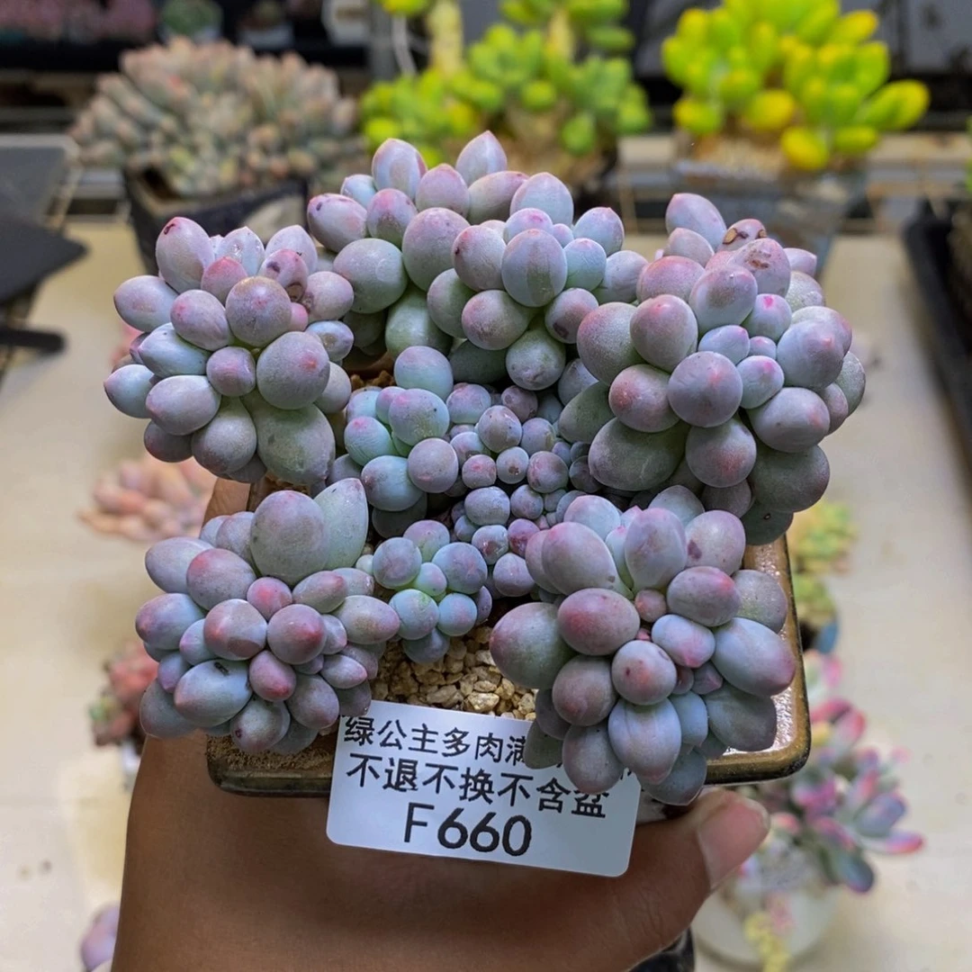 660香水手指奶多肉8cm