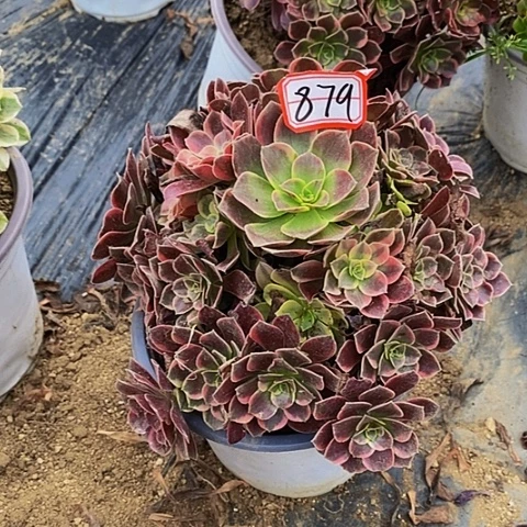 金丝雀老桩捧花879号