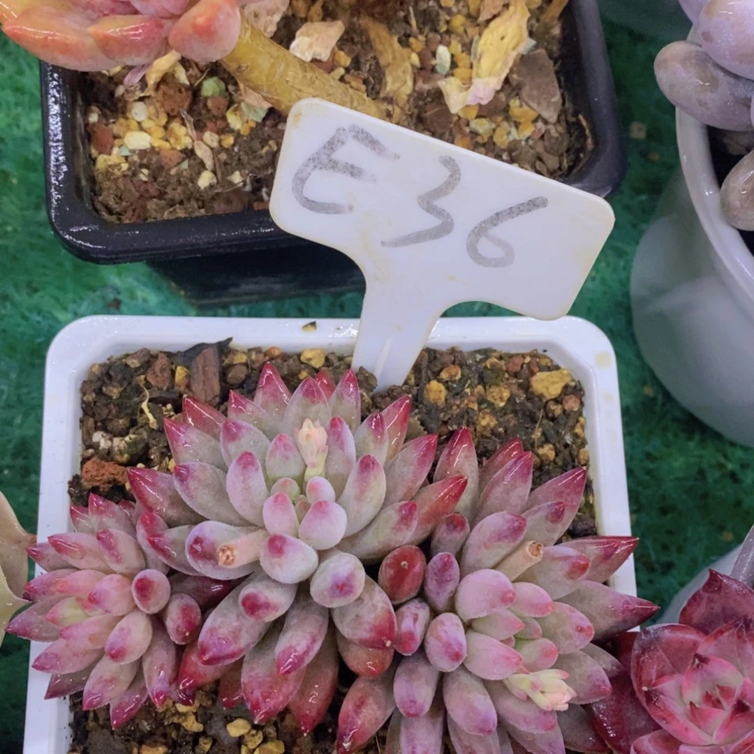 清货转场，一单包邮，满5宋1